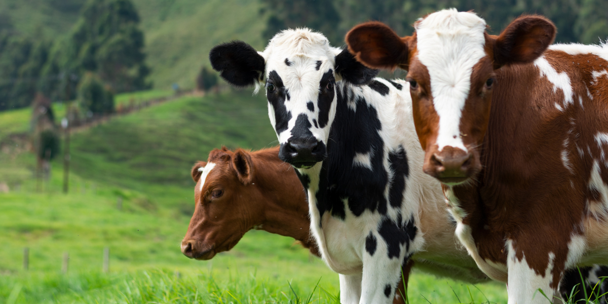 Avanzan estudios científicos sobre transmisión de gripe aviar entre vacas